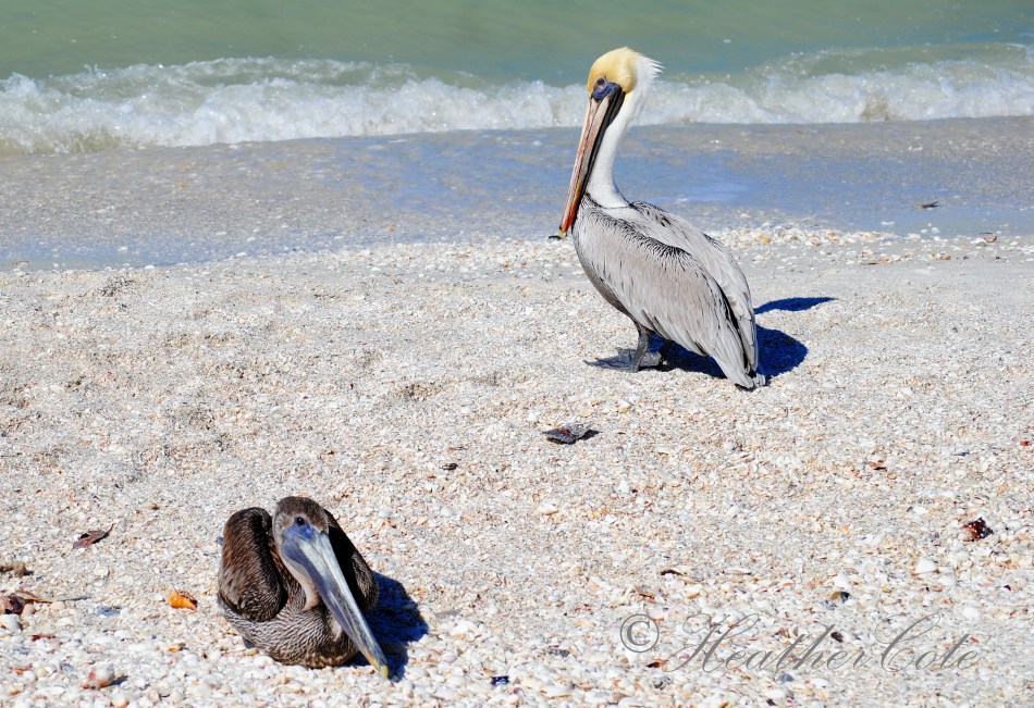 pelicans.waiting.2.marco.2014