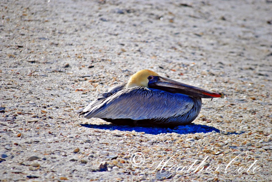 pelicans.waiting.3.marco.2014