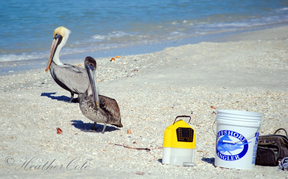pelicans.waiting.marco.2014