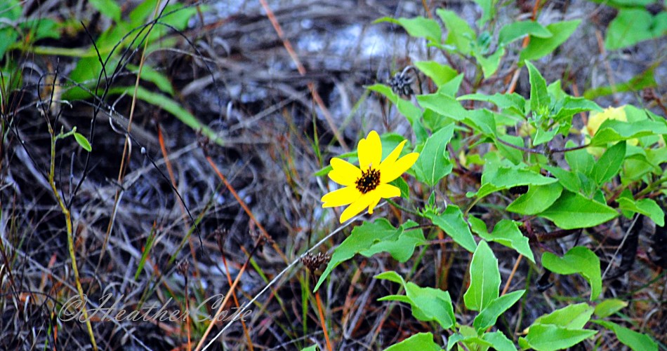 flower.yellow.2014...
