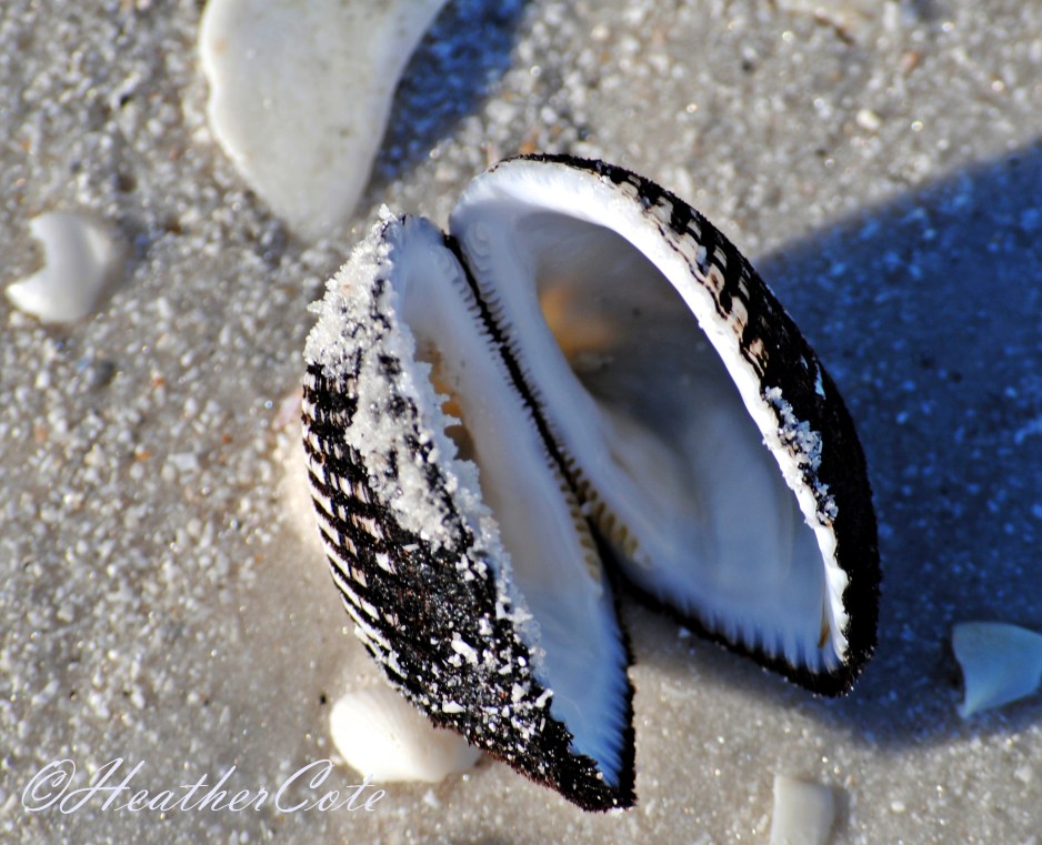 treasures.marco3.2014...