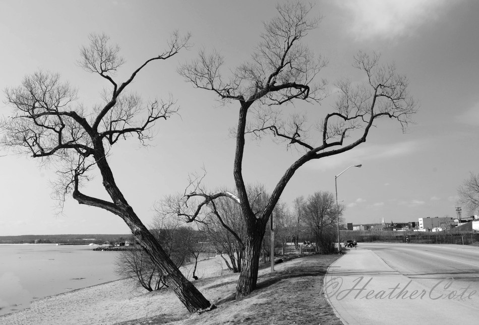 two.trees.bent.waterfront.2013
