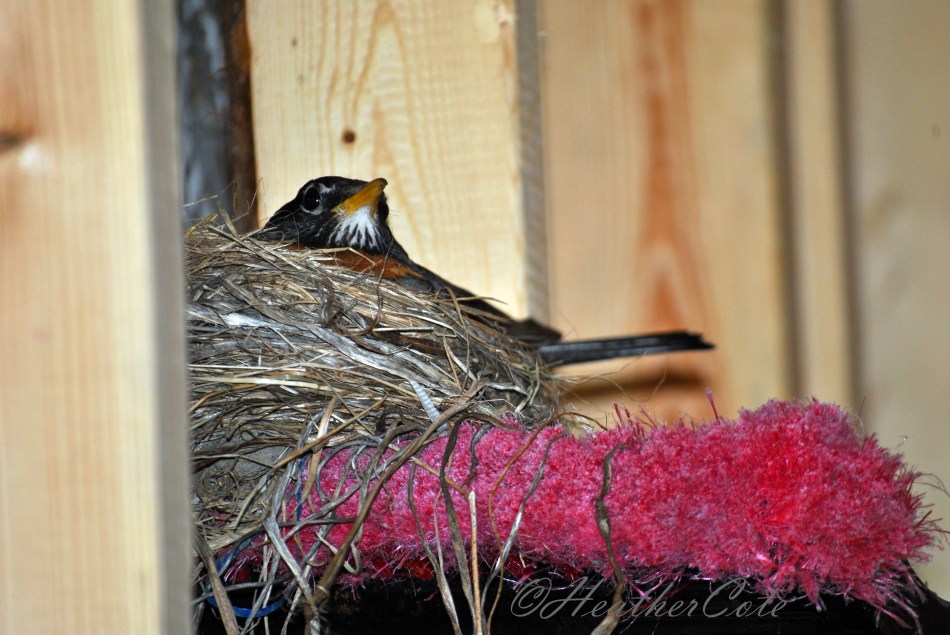 robin.nest.2.2014...