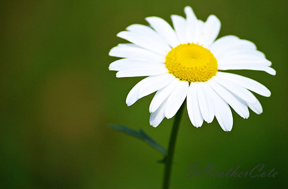 daisy.2014,,,,