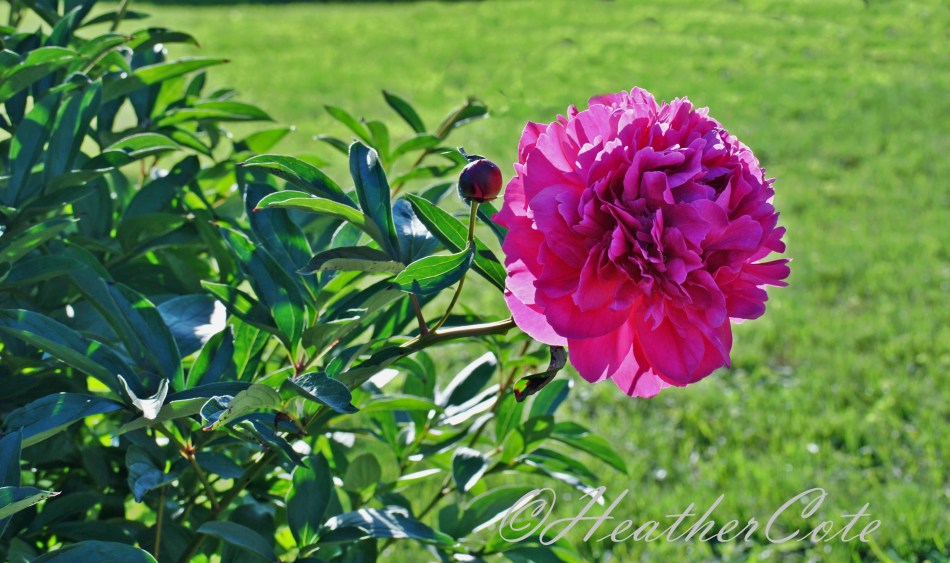 fuschia.flower.2014...