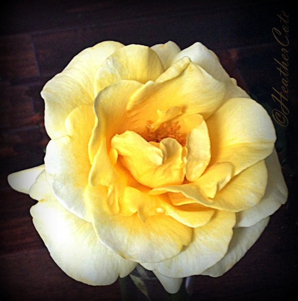 v.yellow.rose.4.2014,,,