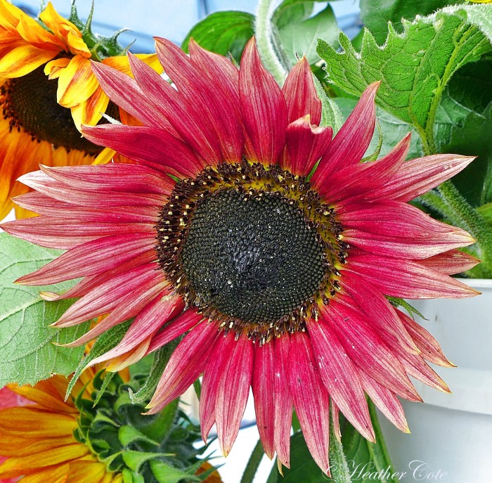 darryl.kueper3..08.23.2014...