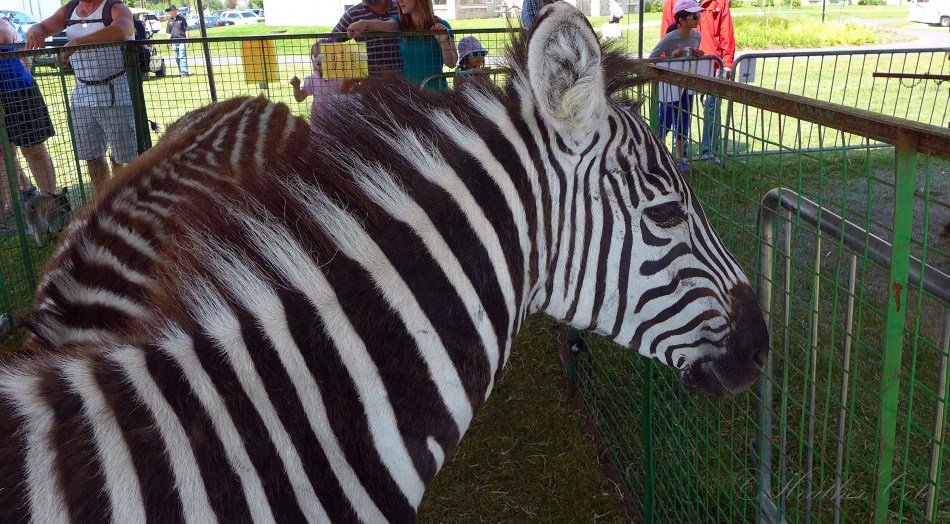 zebra.midway2.2014