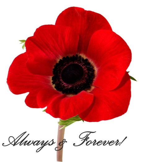 remembrance-day-poppy