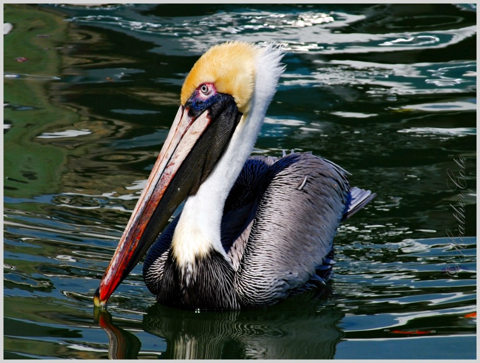 pelican.marco.2014....