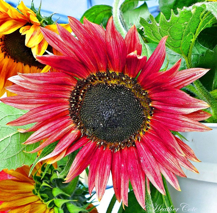 darryl.kueper3..08.23.2014...