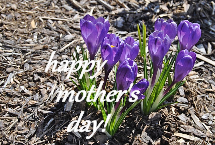 purple.flower.16.mothersday.,,,